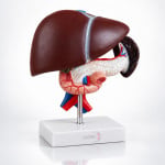 Liver Pancreas and Duodenum Model